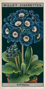 Floricultura em vaso: Auricula alpina (cromolitho) de English School
