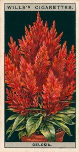 Floricultura em vaso: Celosia (cromolitho) de English School