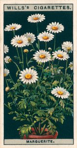 Floricultura em vaso: Margarida (cromolitho) de English School