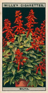 Floricultura em vaso: Sálvia (chromolitho) de English School