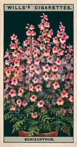 Floricultura em vaso: Schizanthus ou flor borboleta (cromolitho) de English School