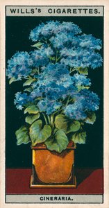 Floricultura em vaso: Cinerária estrela (cromolitho) de English School