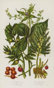 Plantas de floração da Grã-Bretanha: Brionia Negra, Herb Paris, Espargos Comuns, Broom de Butchers (cor litho) de English School