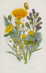 Plantas de floração da Grã-Bretanha: Cardo Azul, Cardo de Sementeira, Cardo de Sementeira, Cardo de Sementeira Anual Comum, Cardo de Sementeira Anual com Frestas Afiadas (cor litho) de English School
