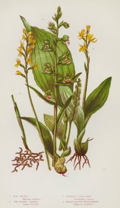 Plantas de floração da Grã-Bretanha: Orquídeas de Pântano, Duas Liparis Deixadas, Raiz de Coral sem Esporão, Helleborine de Folhagem Larga (cor litho) de English School