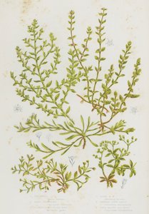 Plantas de floração da Grã-Bretanha: Chickweed, Arroz de Areia, Mosto de Ruptura Glabra, Mosto de Ruptura Cabeludo, Erva de Nó Esburacado, Quatro Sementes Deixadas Todas (cor litho) de English School