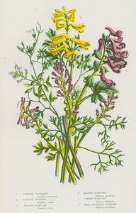 Plantas com flores da Grã-Bretanha: Corydalis trepadora, Fumitório bulboso, Fumitório amarelo, Fumitório de rampa, Fumitório comum, Fumitório de flor pequena (litografia a cores) de English School