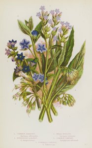 Plantas de floração da Grã-Bretanha: Common Alkanet, Evergreen Alkanet, Small Bugloss, Common Comfrey, Tuberous Comfrey (cor litho) de English School