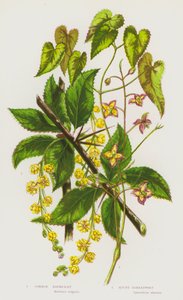 Plantas de floração da Grã-Bretanha: Bérberas comuns, Alpine Barrenwort (cor litho) de English School