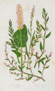Plantas com flores da Grã-Bretanha: Trigo mourisco comum, Trigo mourisco alpino vivíparo, Erva de nó comum, Erva de nó de raio, Erva de nó do lado do mar (litografia a cores) de English School