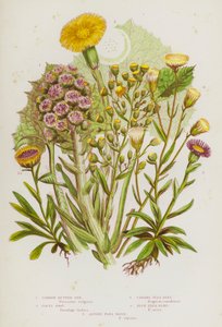 Plantas com flor da Grã-Bretanha: Broca comum, Pé de Colts, Broca da Pulga do Canadá, Broca da Pulga Azul, Broca da Pulga Alpina (litografia a cores) de English School