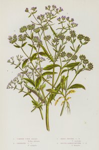 Plantas de floração da Grã-Bretanha: Salada de Milho Comum, Salada de Milho Carenada, Salada de Milho Sharp-Fruited, Salada de Milho Smooth Narrow-Fruited (cor litho) de English School