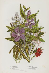 Plantas de floração da Grã-Bretanha: Azevinho Comum, Privet, Cinzas Comuns, Periwinkle Menor, Periwinkle Maior (cor litho) de English School