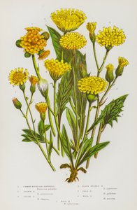 Plantas com flores da Grã-Bretanha: Erva-dos-ratos-comum, erva-dos-laranjais, erva-dos-alpes, erva-dos-cabeças-pretas, erva-dos-pálidos, erva-dos-muros, erva-dos-paus (litografia a cores) de English School