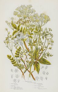 Plantas com flor da Grã-Bretanha: Salsa comum, Salsa de milho, Honewort, Procumbent Marshwort, Least Marshwort, Stone Parsley, Gout Weed (litografia a cores) de English School