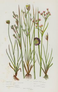 Plantas com flores da Grã-Bretanha: Junco-comum, junco-do-mar-pequeno, junco-articulado-de-flor-aguda, junco-alpino-agrupado, junco-sapo, junco-de-duas-flores, junco-de-três-flores (litografia a cores) de English School