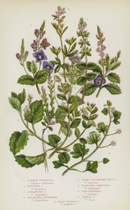 Plantas de floração da Grã-Bretanha: Speedwell Comum, Speedwell de Montanha, Speedwell de Germander, Speedwell de Marfim, Speedwell de Campo Verde Procumbent, Speedwell de Buxbaums, Speedwell de Parede, Speedwell Vernal, Speedwell de Dedos Cortados (cor li de English School