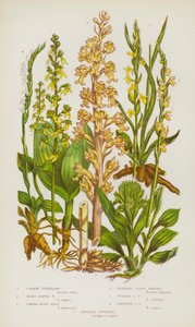 Plantas de floração da Grã-Bretanha: Balancim, Balancim de Coração, Balancim de Pássaros Comum, Fragrant Lady