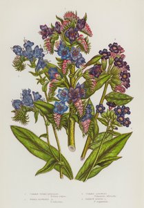 Plantas floridas da Grã-Bretanha: Burgloss de víboras comuns, Burgloss de flores roxas, Lungwort comum, Lungwort de folhas estreitas (litografia a cores) de English School