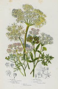 Plantas de floração da Grã-Bretanha: Cow-Parsnep, Pequeno Hart-Wort, Grande Hart-Wort, Coentros, Hemlock (cor litho) de English School