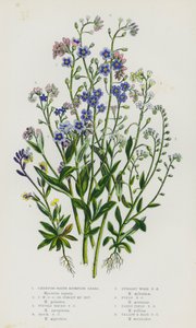 Plantas com flores da Grã-Bretanha: Erva-escorpião-de-água rasteira, erva-escorpião-de-água rasteira ou Forget Me Not, erva-escorpião-de-água tufada, erva-escorpião-das-rochas, erva-escorpião-da-madeira erecta, erva-escorpião-do-campo, erva-escorpião-do-ca de English School