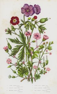 Plantas de floração da Grã-Bretanha: Crane