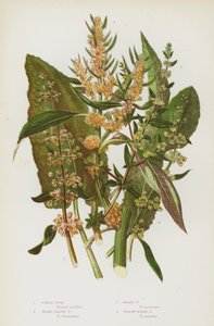 Plantas de floração da Grã-Bretanha: Doca do violino, Doca de Folga Larga, Doca Dourada, Doca do Pântano Amarelo (cor litho) de English School