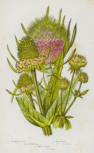 Plantas de floração da Grã-Bretanha: Fullers Teasel, Wild Teasel, Small Teasel (cor litho) de English School