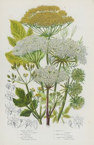 Plantas de floração da Grã-Bretanha: Anélica do Jardim, Anélica Selvagem, Funcho dos Porcos do Mar, Funcho dos Porcos do Pântano, Funcho de Porco Largo, Pastinaca Selvagem Comum (cor litho) de English School