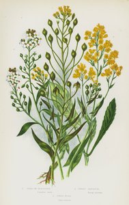 Plantas de floração da Grã-Bretanha: Gold of Pleasure, Sweet Alyssum, Dyer