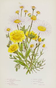 Plantas de floração da Grã-Bretanha: Grande Olho de Boi Branco, Calêndula de Milho, Febre Aftosa Comum, Camomila Selvagem, Camomila Comum (cor litho) de English School