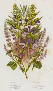 Plantas com flor da Grã-Bretanha: Erva-dos-prados, Salva-dos-prados, Salva-inglesa-selvagem, Hortelã-dos-cavalos, Hortelã-das-folhas-redondas, Hortelã-lança (litografia a cores) de English School