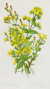 Plantas florais da Grã-Bretanha: Erva de São João Cabeludo, Erva de São João Pequena, Erva de São João Pantanosa, Erva de São João Barbudo (cor litho) de English School