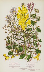 Plantas com flores da Grã-Bretanha: linho sapo de folhas herbáceas, linho sapo de folhas redondas, linho sapo de pontas afiadas, linho sapo azul pálido rasteiro, linho sapo amarelo, flores de Var, linho sapo menos, linho sapo roxo vertical (litografia a co de English School