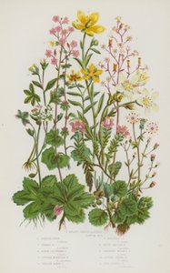 Plantas de floração da Grã-Bretanha: Saxifrage em forma de rim, London Pride, Starry Saxifrage, Alpine Clustered Saxifrage, Purple Mountain Saxifrage, Yellow Marsh Saxifrage, Yellow Mountain Saxifrage, White Meadow Saxifrage, Drooping Bulbous Saxifrage, Al de English School