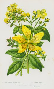 Plantas de floração da Grã-Bretanha: Erva de São João Grande, Tustan Comum, Sqaure Erva de São João Perseguida (cor litho) de English School