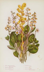 Plantas de floração da Grã-Bretanha: Grandes Meses de Floração, Serrilhadas Verde-Inverno, Verde-Inverno Redondo, Verde-Inverno Intermediário, Verde-Inverno Menor, Ninho de Aves Amarelas (cor litho) de English School