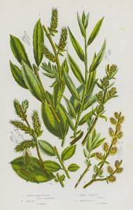 Plantas com flores da Grã-Bretanha: Salgueiro pequeno, Salgueiro de Don, Salgueiro anão, Salgueiro ambíguo (litografia a cores) de English School
