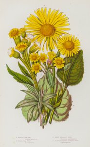 Plantas de floração da Grã-Bretanha: Mosto das Pulgas do Pântano, Mosto das Pulgas do Campo, Mosto das Pulgas do Grande Leopardo, Mosto das Pulgas do Plátano, Mosto das Pulgas do Leopardo (cor litho) de English School