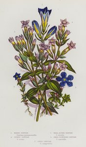 Plantas floridas da Grã-Bretanha: Genciana do Pântano, Genciana da primavera, Genciana Alpina Pequena, Genciana de Flor Pequena, Genciana do Campo (litografia a cores) de English School