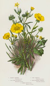 Plantas com flores da Grã-Bretanha: Pés-de-burro dos prados, ranúnculos peludos e pálidos, pés-de-burro do milho, pés-de-burro de flor pequena, rabo-de-rato-comum (litografia a cores) de English School