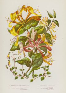 Plantas com flor da Grã-Bretanha: Madressilva Pálida Perfoliada, Madressilva Comum, Madressilva de Mosca Vertical, Linnaea de Duas Flores (litografia a cores) de English School