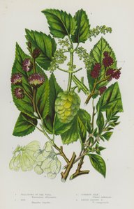 Plantas com flores da Grã-Bretanha: Pelitório do Muro, Lúpulo, Ulmeiro Comum, Ulmeiro de Folhas Largas (litografia a cores) de English School