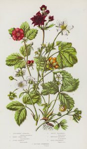 Plantas com flores da Grã-Bretanha: Sibbaldia Procumbente, Folha de Cinquefoil do Pântano, Amora de Pedra, Framboesa do Ártico, Framboesa da Montanha, Morango de Madeira, Morango de Hautboy (litografia a cores) de English School