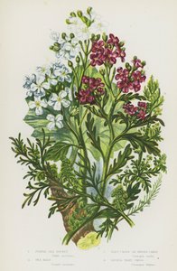 Plantas de floração da Grã-Bretanha: Foguetão Marinho Roxo, Couve Marinha, Agrião de Verrugem ou Agrião Suino, Agrião de Verrugem Menor (cor litho) de English School