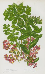 Plantas com flor da Grã-Bretanha: Esponja-roxa, Esponja-sol, Esponja-verruga de folhas largas, Esponja-irlandesa (litografia a cores) de English School