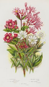 Plantas de floração da Grã-Bretanha: Robin Ragged, mosca vermelha alemã, mosca vermelha alpina, mosca branca, campion vermelho (cor litho) de English School
