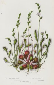 Plantas com flores da Grã-Bretanha: Sundew de folhas redondas, Sundew de folhas longas, Sundew grande (litografia a cores) de English School
