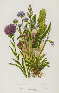 Plantas com flores da Grã-Bretanha: Rampeão-de-cabeça-redonda, Rampeão-espinhoso, Sarna-anual, Lobélia-ácida, Lobélia-d