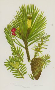 Plantas de floração da Grã-Bretanha: Scotch Fir, Juniper, Yew (cor litho) de English School